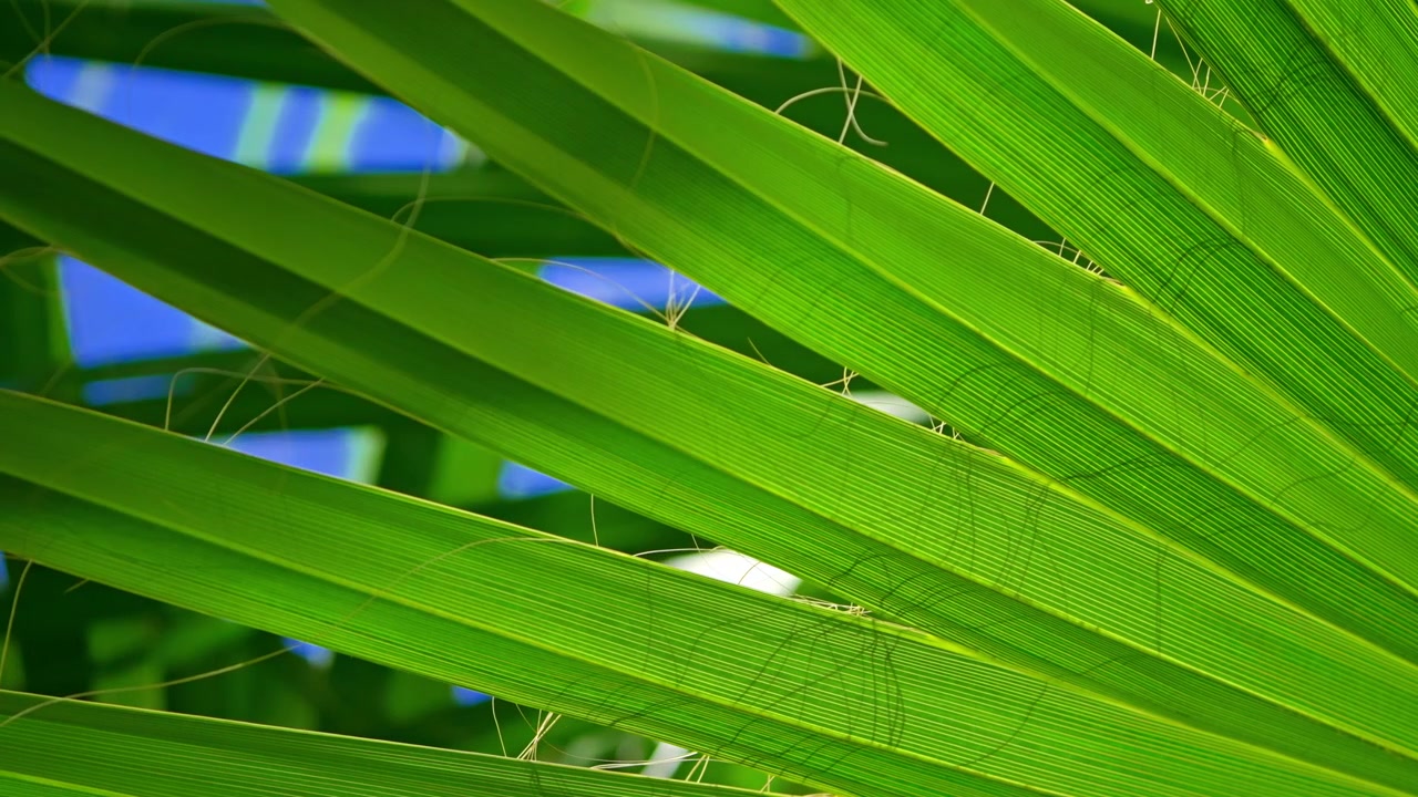 Close-up of Vibrant Green Palm Leaf Against Blue Sky