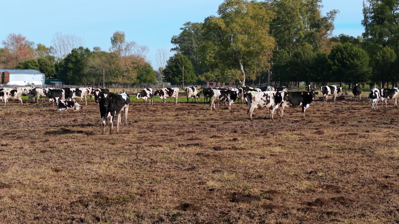Establishing landscape of Holando Argentino cows Cattle in a rural farm daylight location