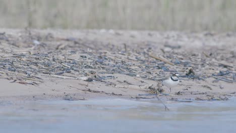 Little-ringed-plover-wader-bird-at-sea-shore-looking-for-food,-eating,-running