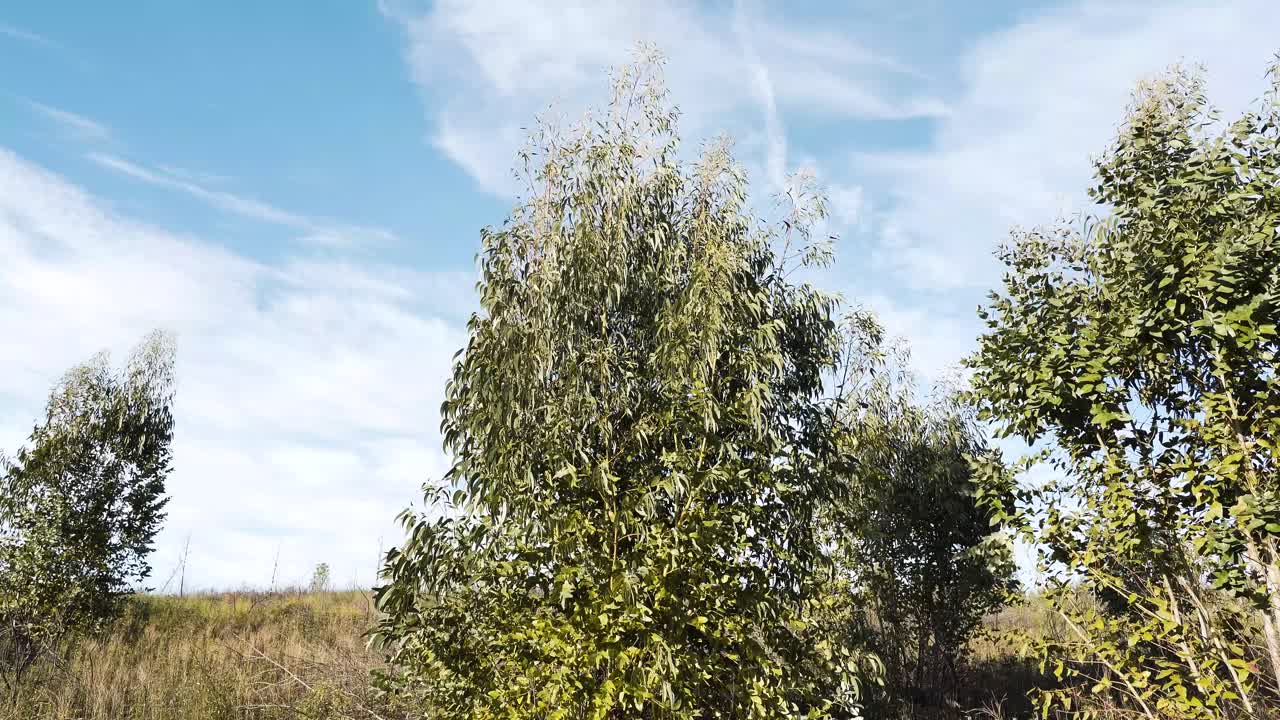 Primo piano di alcuni alberi di eucalipto che ondeggiano leggermente nella brezza, circondati da erba dorata e terra aperta che trasmette una sensazione di vastità e pacifico isolamento