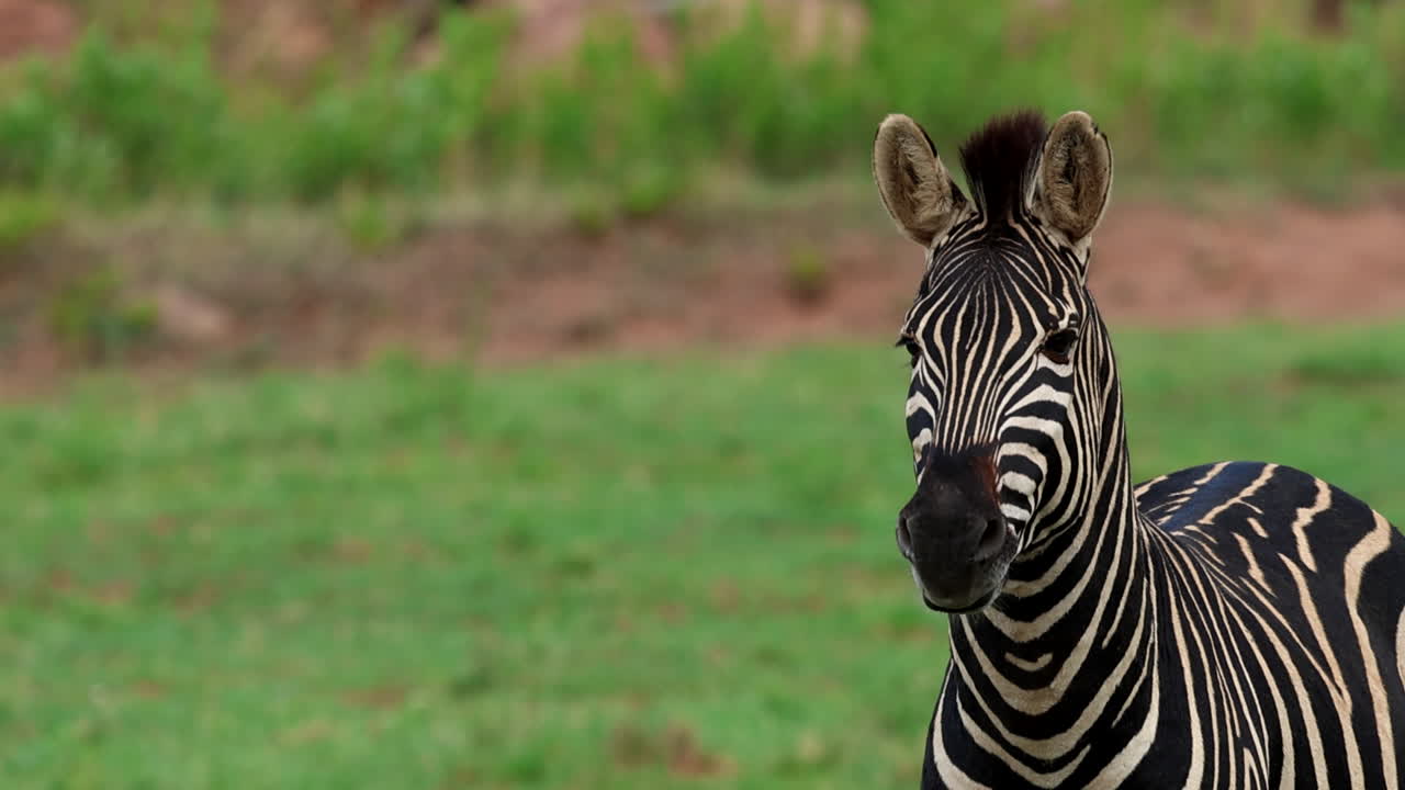 Zebra stands alert in the savannah, showing vigilance and focus ready to react
