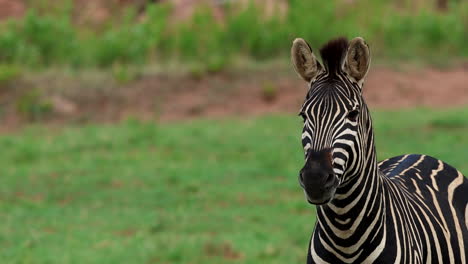 zebra stands alert in the savannah, showing vigilance and focus ready to react