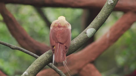 Close-up-of-maroon-brown-lesser-bird-of-paradise-hopping-from-one-branch-to-another