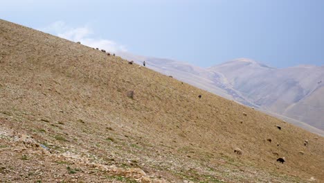 Un-Pastor-Cuidando-A-Sus-Ovejas-Mientras-Suben-Por-Una-Empinada-Ladera-En-Las-Montañas-Entre-Irak-E-Irán