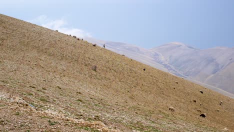 un pastor cuidando a sus ovejas mientras suben por una empinada ladera en las montañas entre irak e irán