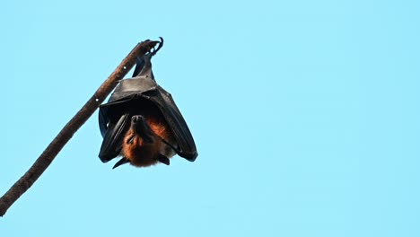 Lyle's-Flying-Fox,-Pteropus-lylei,-Saraburi,-Thailand