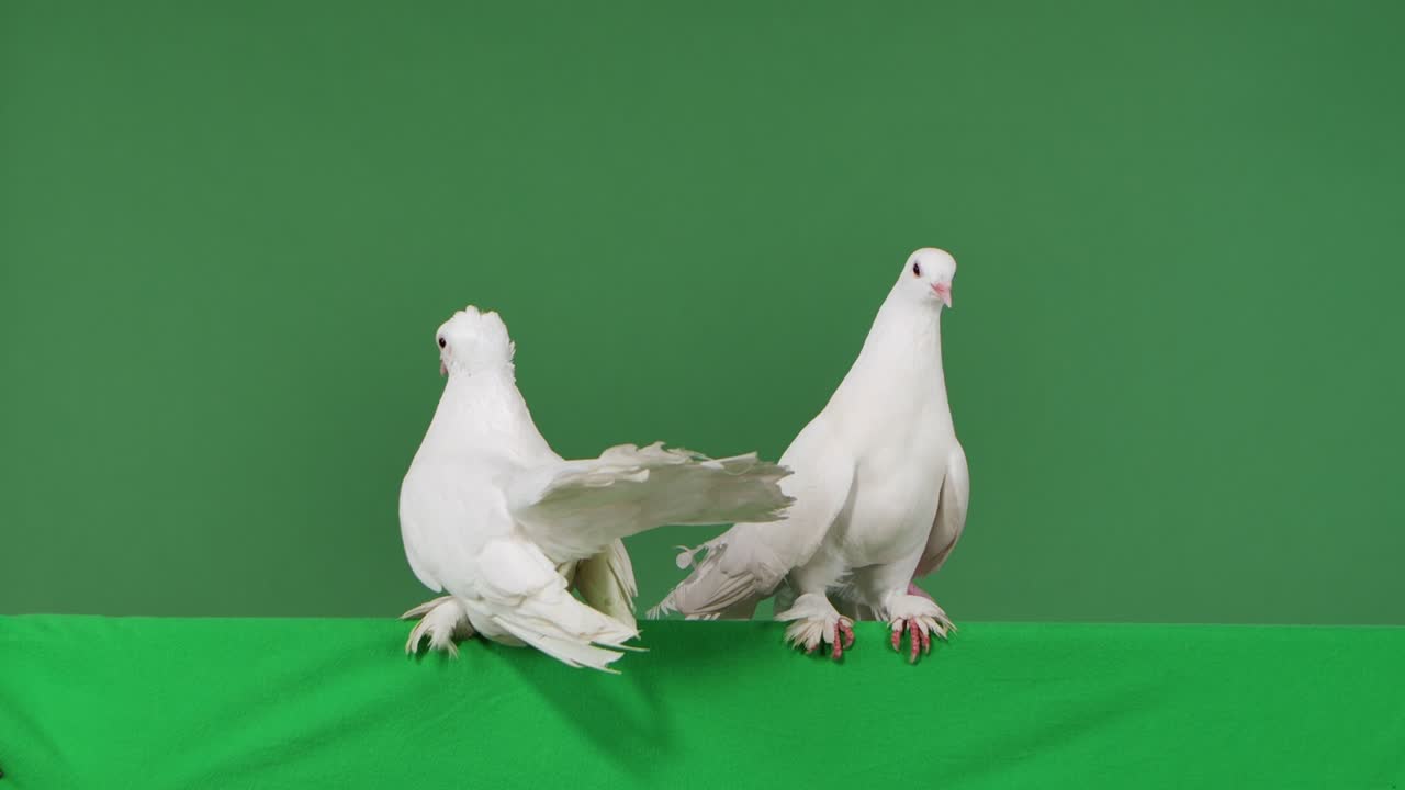 Two adorable white doves with beautiful plumage sit next to each other. Birds are posing sitting in the studio with a green screen. Chroma key. Feathered bird close up. Slow motion