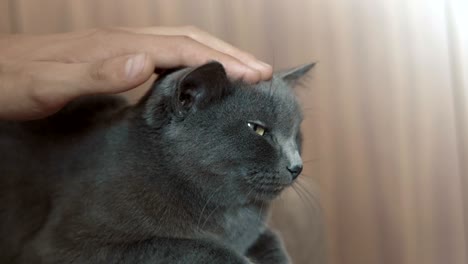 man caressing his cat