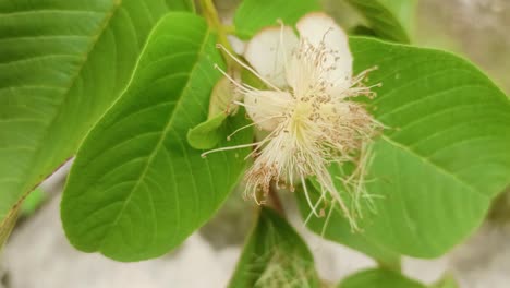 close up de las flores del árbol de guayaba
