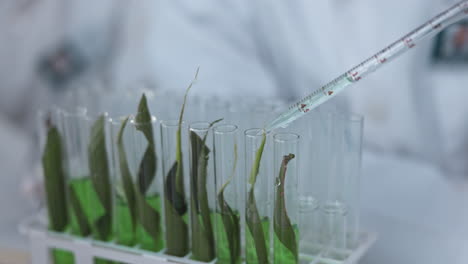 Wissenschaftler,-Pipette-Und-Reagenzglas-Für-Pflanze
