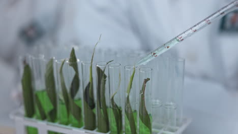 scientist, pipette and test tube for plant