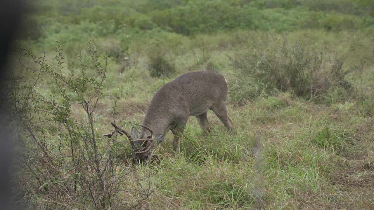 Deer Grazing in a Field