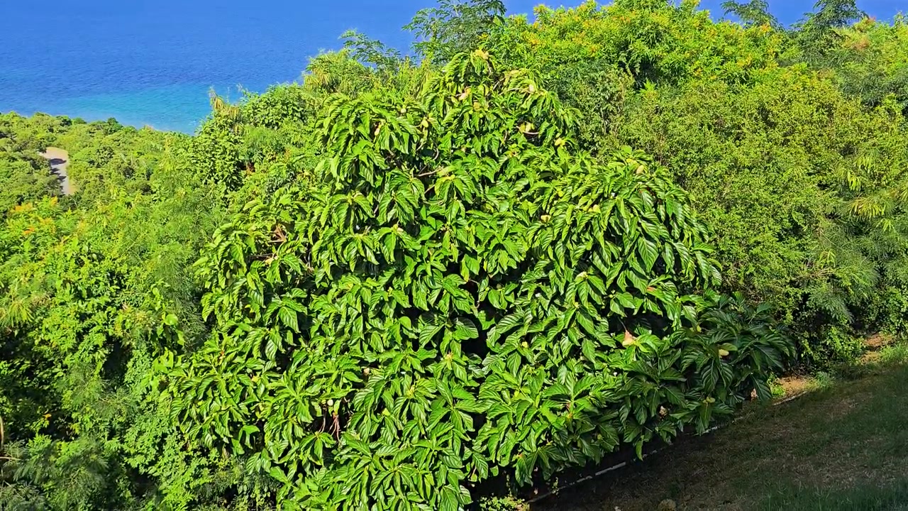 Farfalle che svolazzano sopra una lussureggiante vegetazione tropicale su un pendio soleggiato, con fitti arbusti frondosi, oceano blu brillante, strada costiera e un vivido paesaggio insulare per riprese di viaggio naturalistiche.