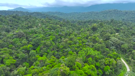 Exploring-the-Veragua-rainforest-in-Costa-Rica,-amazing-aerial-drone-shot,-forward-movement-over-the-lush-vegetation