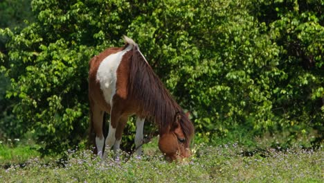 seen grazing on grass with wildflowers during a bright sunny day at a farmland in thailand