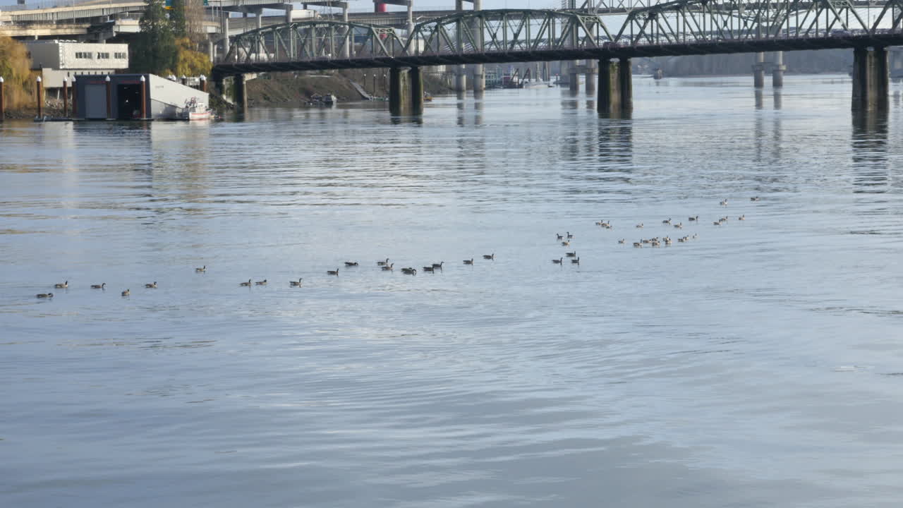 4k 고해상도로 촬영된 백그라운드에서 산사나무 다리가 있는 포틀랜드 오레곤의 울라메트 강에 있는 오리