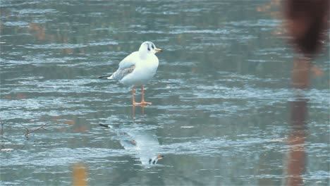 4K-Gull-is-Scratching,-Gull-Fixing-Feathers,-Seagull-Standing-on-Ice---Handheld-Shot