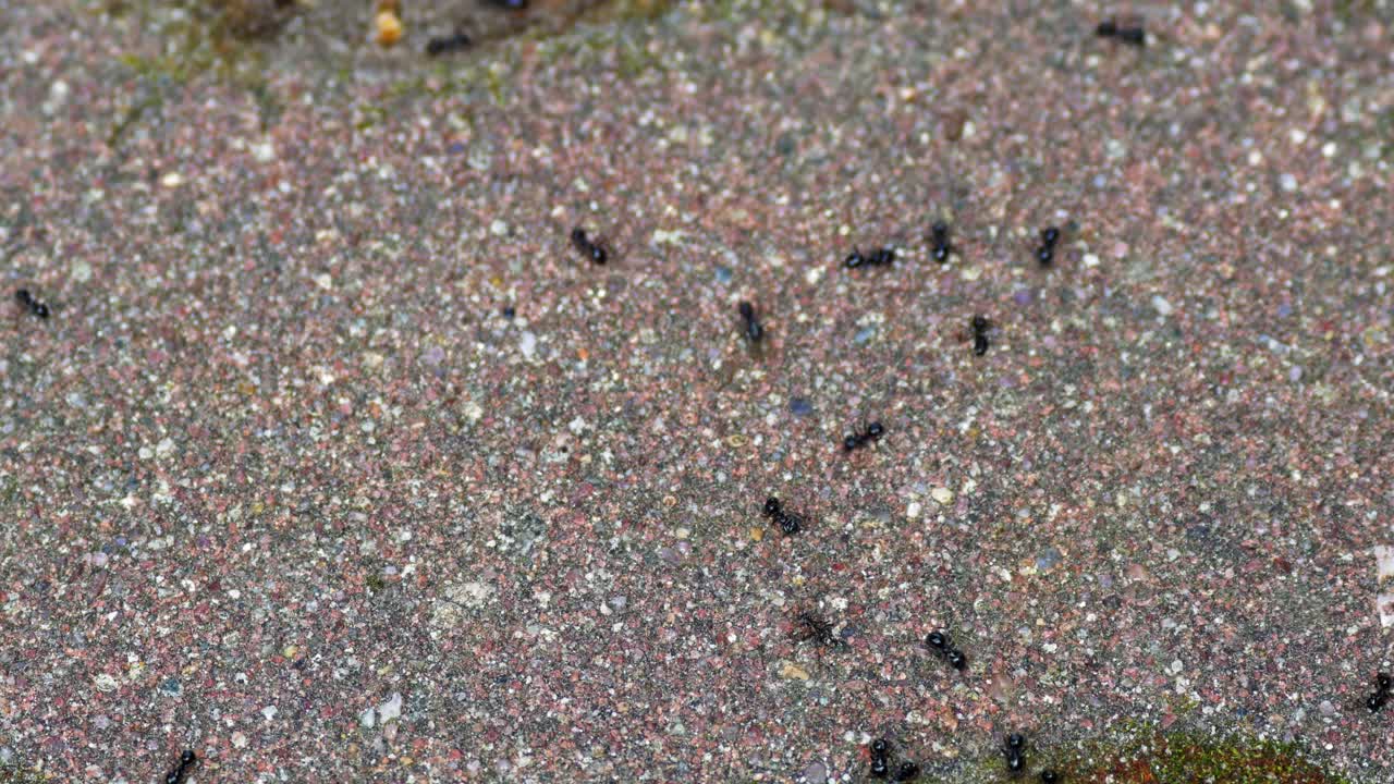 lasius fuliginosus - hormigas negras azabache vagando por suelo de cemento