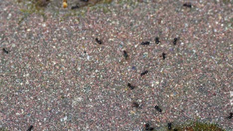 lasius fuliginosus - jet black ants roaming on concrete ground