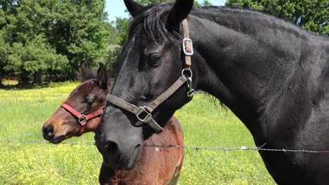 black mare horse with her filly waiting for treats at fence