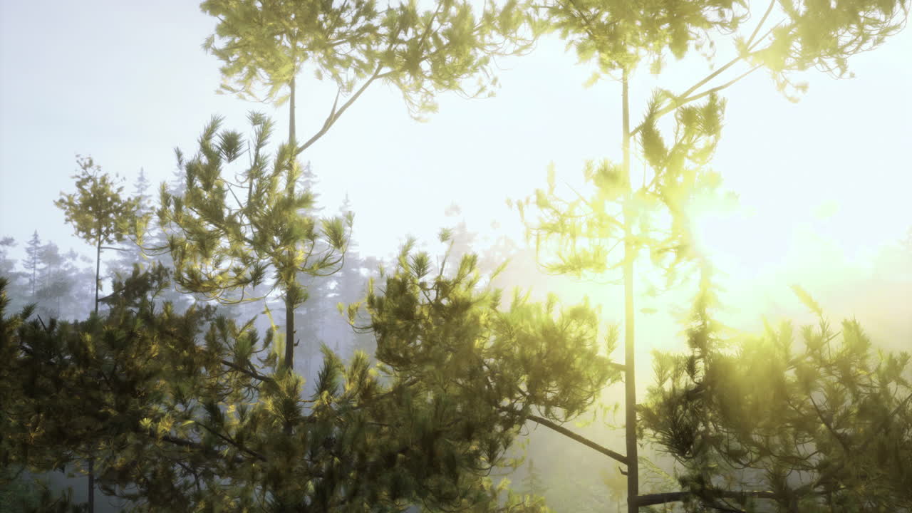 조용 한 숲 에서 나무 를 가로질러 는 빛