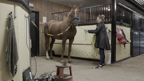 a caucasian female preparing her beautiful horse for grooming in a stable in europe