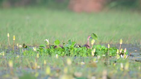 Flock-of-Lesser-whistling-duck--in-Pond