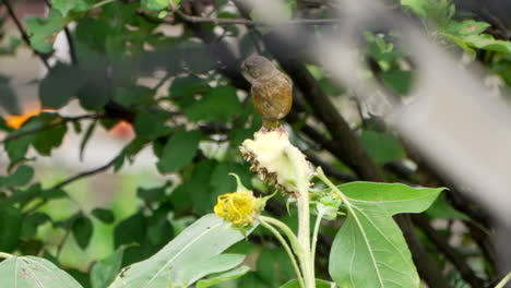 oriental greenfinch on top of a flowering plant at daytime