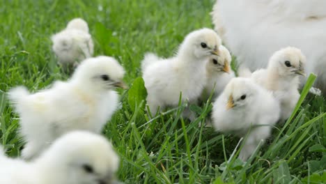 nueva vida cuando los pollitos de pollo silkie nacen durante la primavera