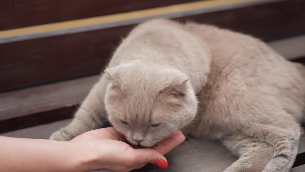 Fluffy Cat Sniffs Kibble From Hand Relaxed On Wooden Bench Warm Daylight, Human Offers Treat With Red Nail Polish, Soft Fur Closeup, Collar Visible, Slow TrustBuilding Interaction, Gentle Domestic