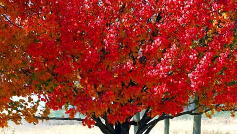 Herbstfarben-Erscheinen-Kurz-Vor-Dem-Herbst,-Die-Blätter-Des-Sommers-Verwandeln-Sich-In-Rot,-Gelb,-Orange-Und-Braun-Des-Herbstes