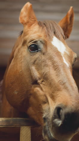 bay horse with white spot on head looks out of wooden stall on blurred background. hungry brown animal stands in stable waiting for food closeup