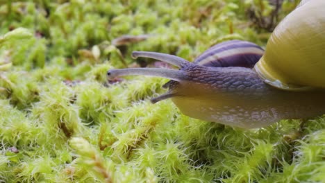 el caracol se arrastra lentamente a lo largo del primer plano super macro