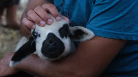 un animal que ama al hombre.