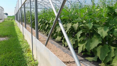 un hermoso invernadero en verano y todas las plantas están creciendo