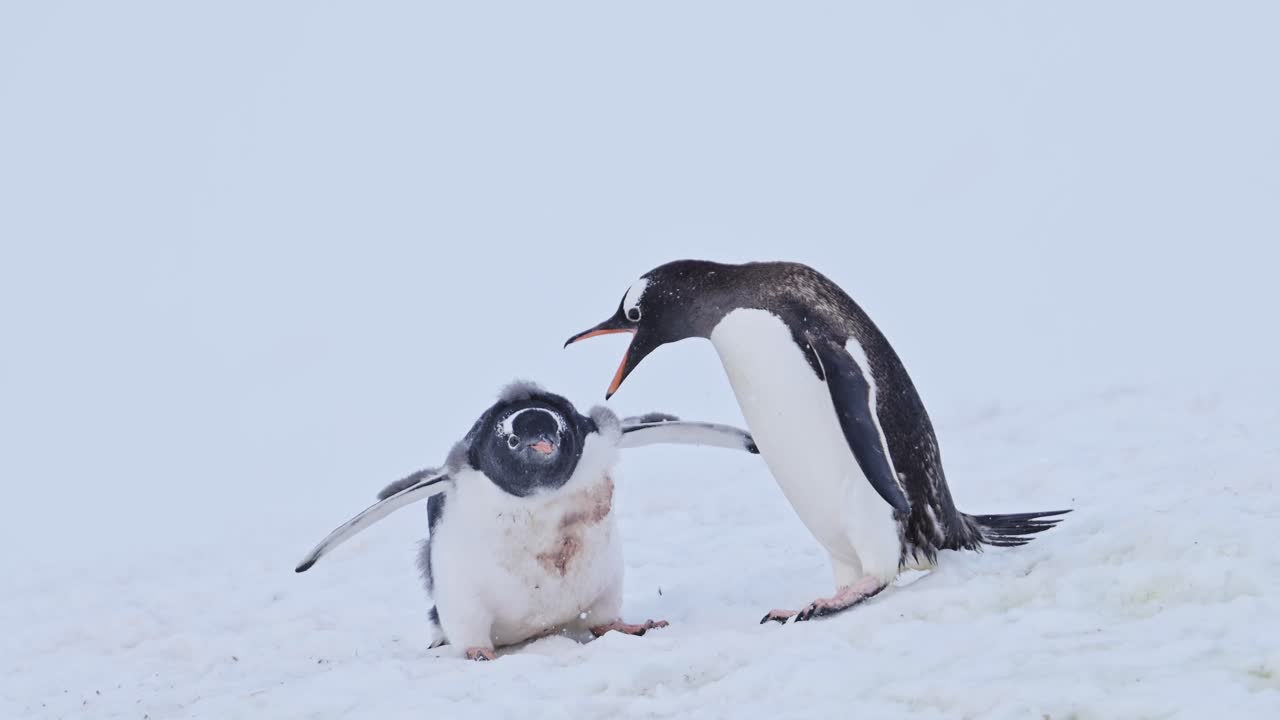 pingüinos, animales bebés divertidos en la antártida, polluelos de pingüino hambrientos y corriendo y persiguiendo a su madre por comida, vida silvestre de la península antártica en la nieve en una colonia de pingüinos