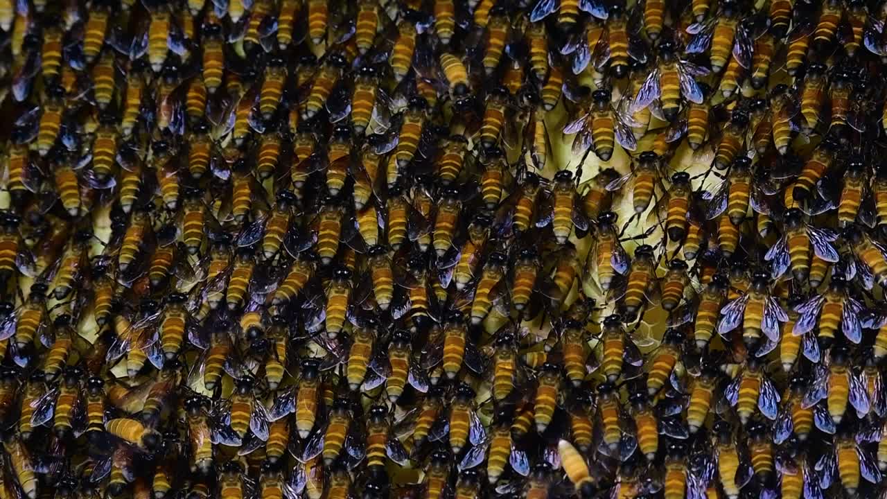 se sabe que las abejas melíferas gigantes construyen grandes colonias de nidos con bolsillos simétricos hechos de cera para almacenar miel como fuente de alimento.