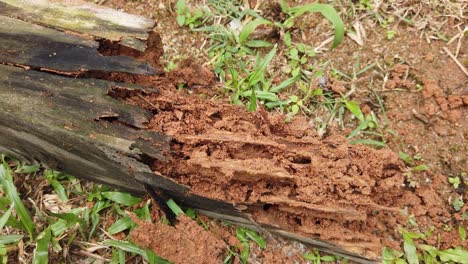 Top-view-gimbal-shot-of-busy-ants-on-fallen-tree-trunk