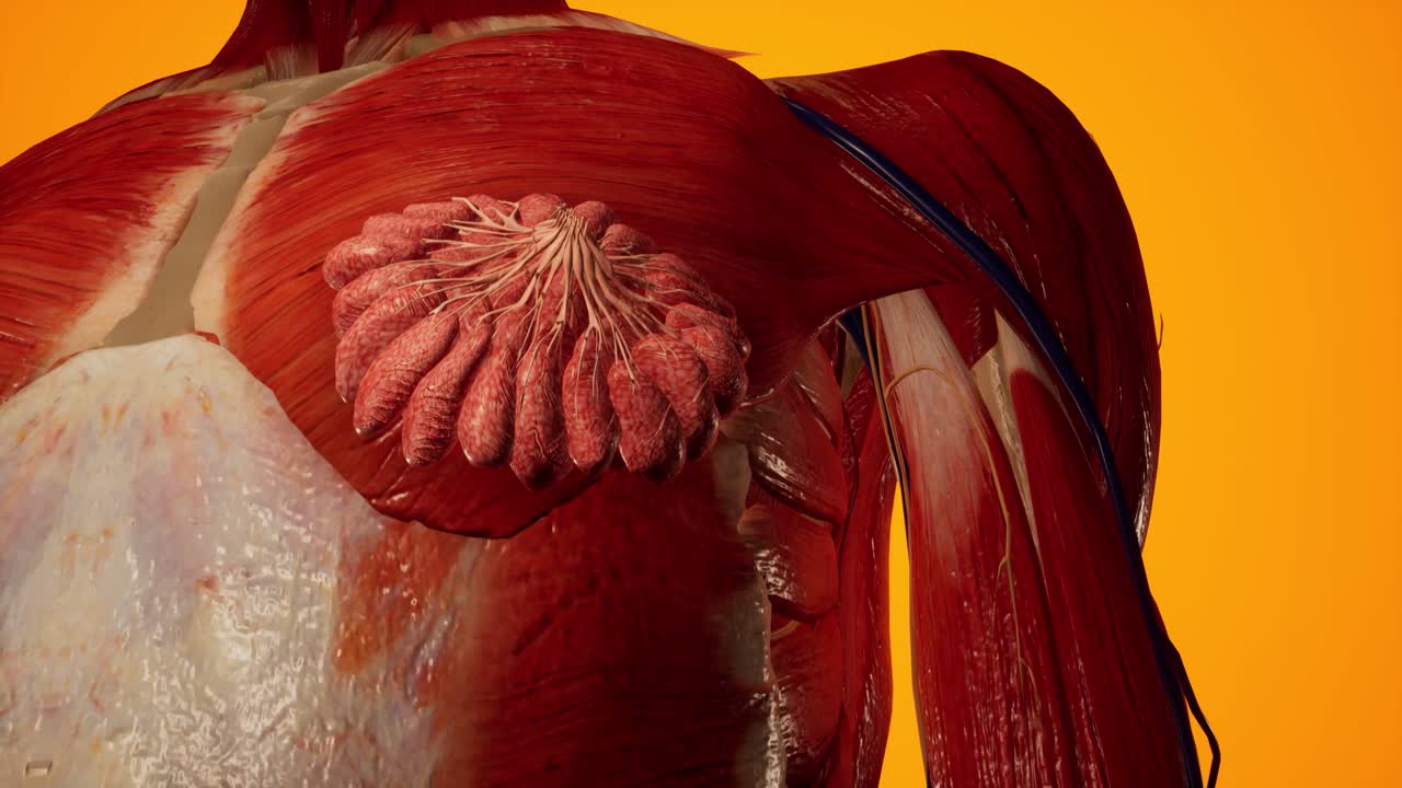 여성 몸의 해부학적 3d 애니메이션 - 피부 아래의 근육 및 혈관 구조 - 유방 해부학