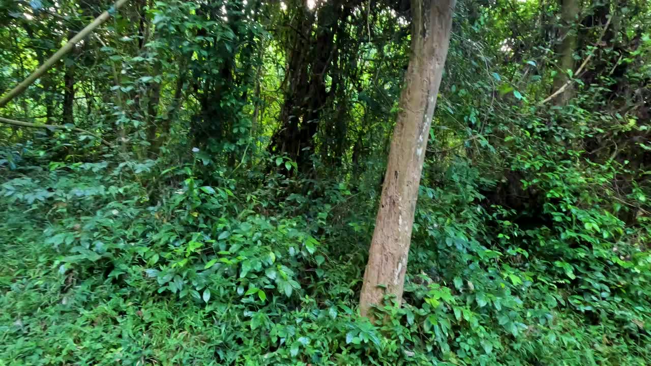 Lush greenery with sunlight filtering through trees