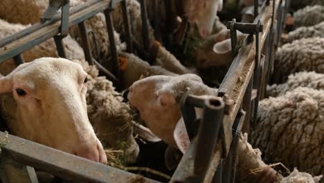 sheeps on a flock farm