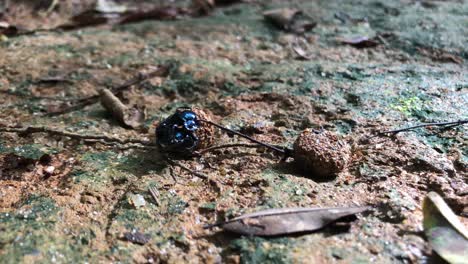 Apareamiento-De-Escarabajos-De-Estiércol-O-Lucha-Por-El-Estiércol,-Competencia-Entre-Insectos-En-La-Selva-Atlántica