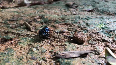 apareamiento de escarabajos de estiércol o lucha por el estiércol, competencia entre insectos en la selva atlántica