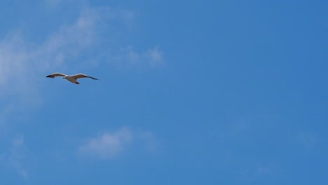 tracking shot of seagull flys and shits during flight against blue sky in air