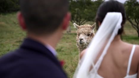 hombres y mujeres, pareja casada viendo alpaca pastando en los pastos durante el día