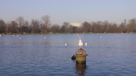 Bird-Standing-on-a-Piece-of-Wood-in-a-lake-in-a-park-on-a-sunny-winter-day