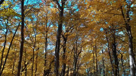 Colores-De-Otoño-A-Través-De-Las-Hojas-Del-Bosque-Por-Senderos-Para-Caminatas