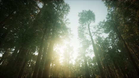 paisaje de puesta de sol brumosa del bosque de secuoya