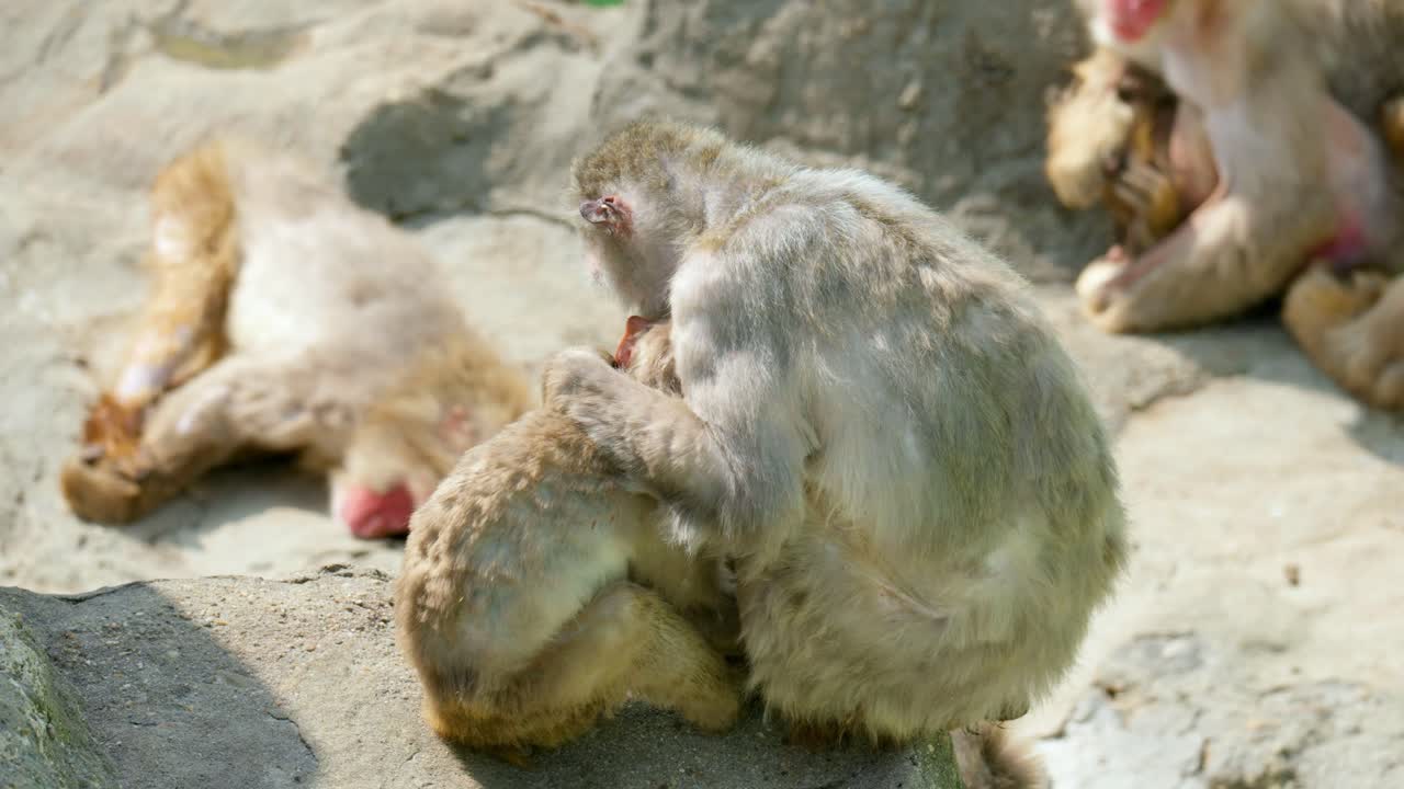 madre mono sentada abrazando a su bebé dormido en el zoológico del gran parque de seúl en gwacheon, corea