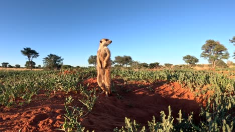 suricate meerkat tomando el sol temprano en la mañana mientras examina su entorno en busca de peligro en el paisaje seco del sur de kalahari